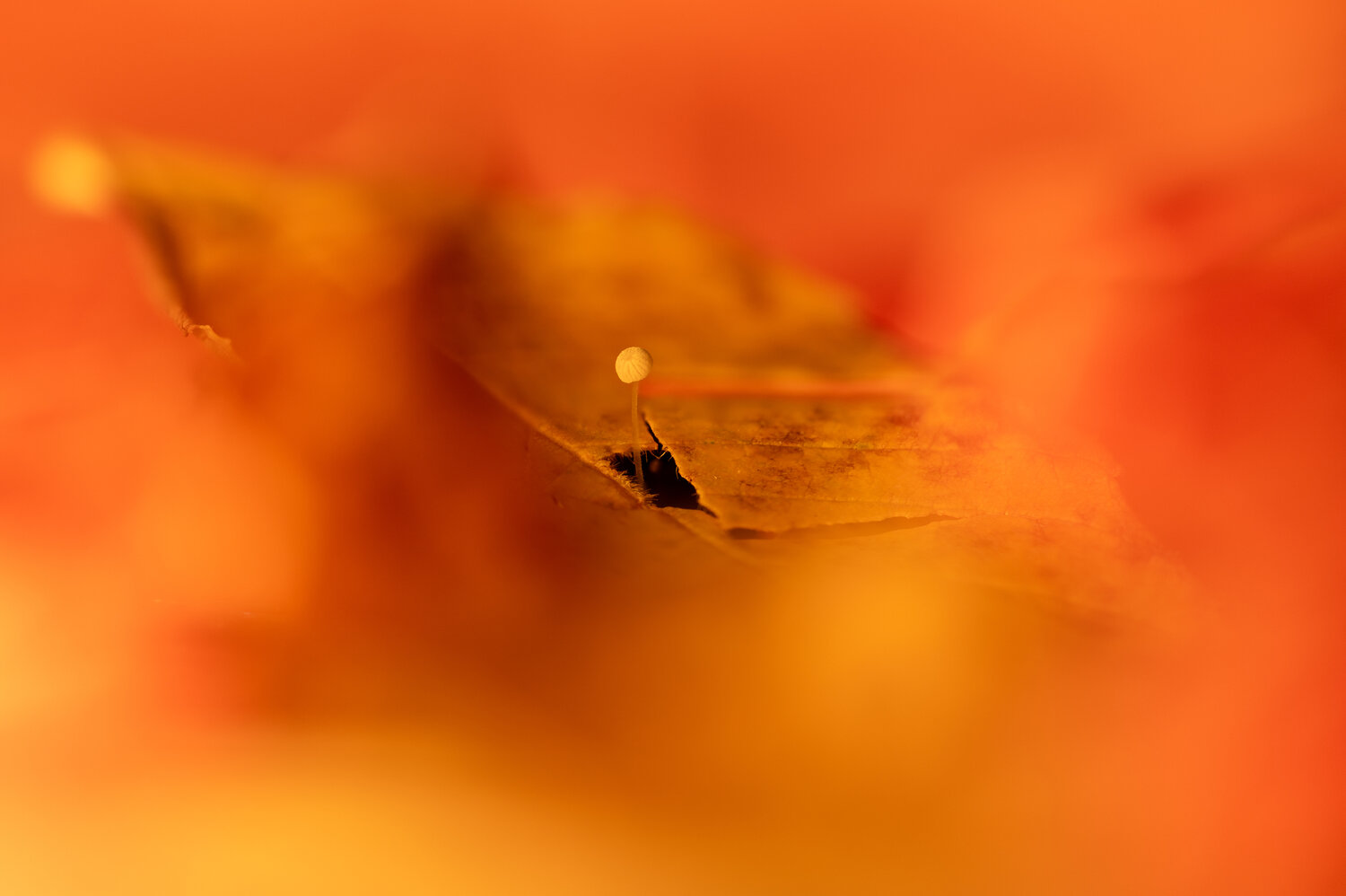 Photo #14147340