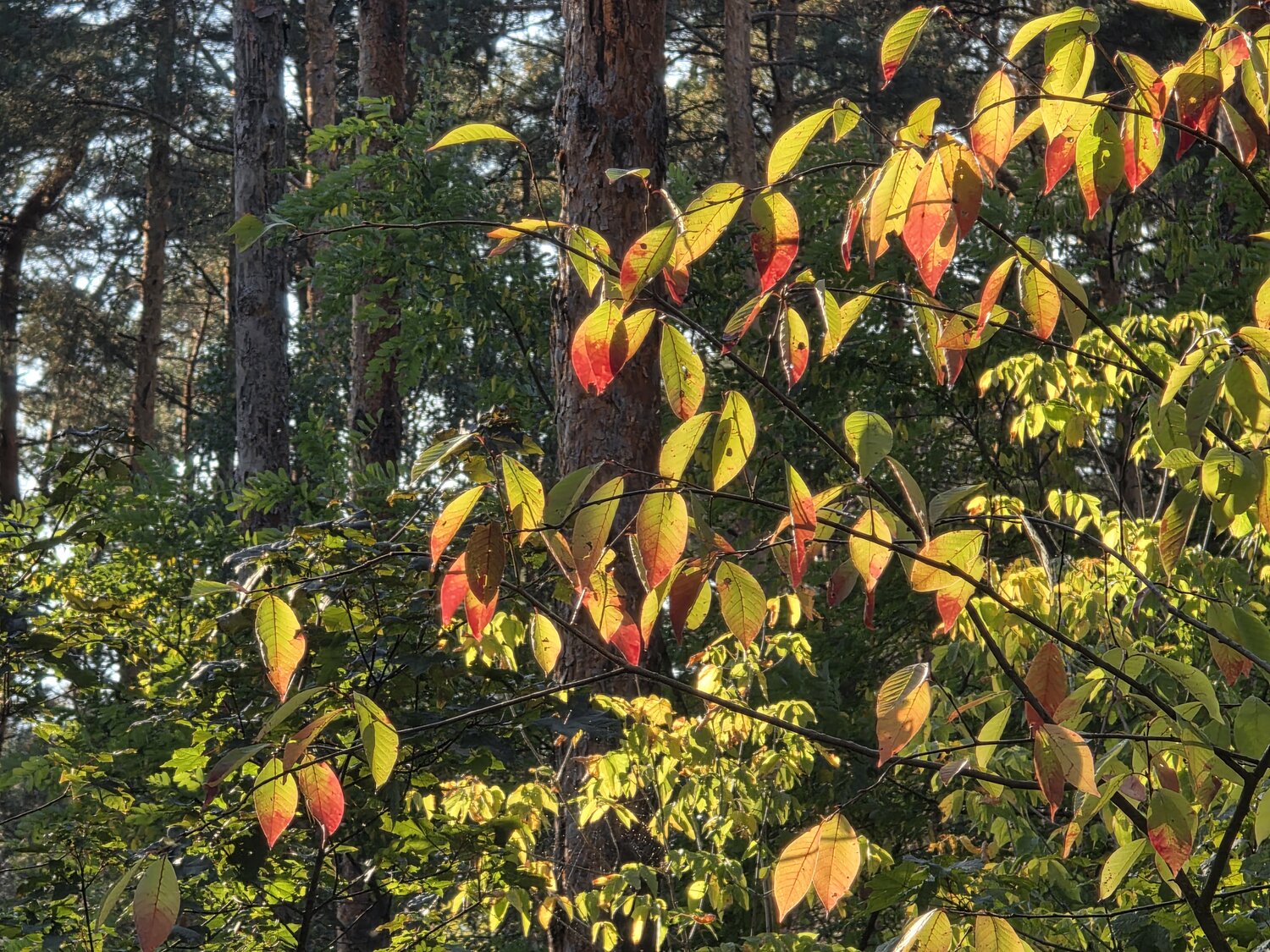 Photo #14147357