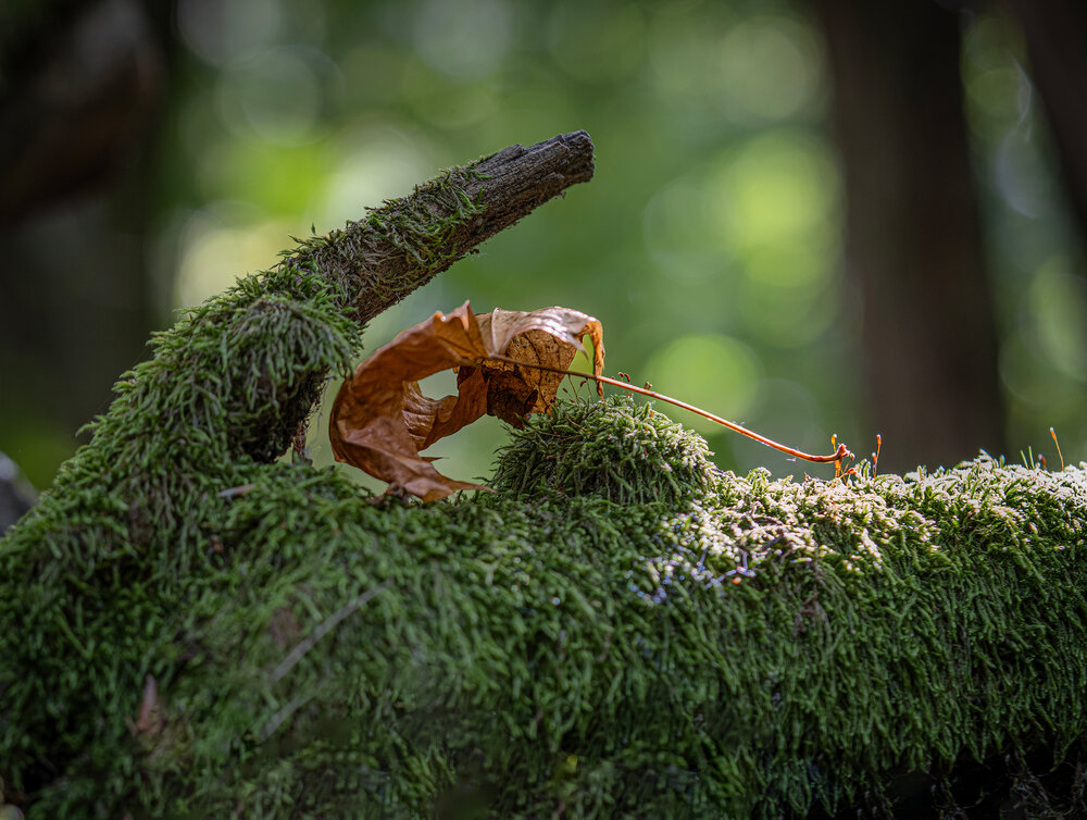 Photograph by Boris Bekelman