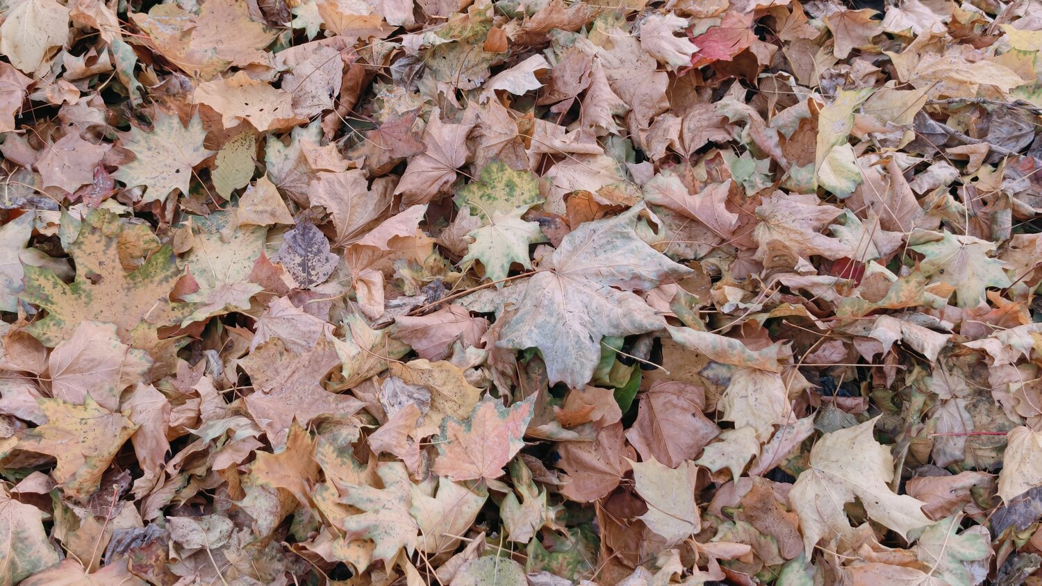 Photo #14147458