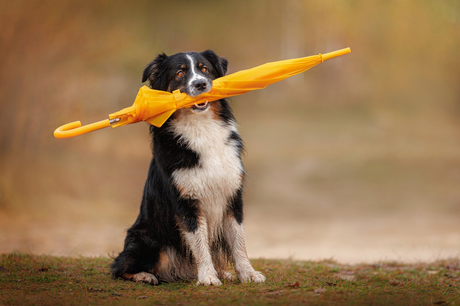 Photo #14147514