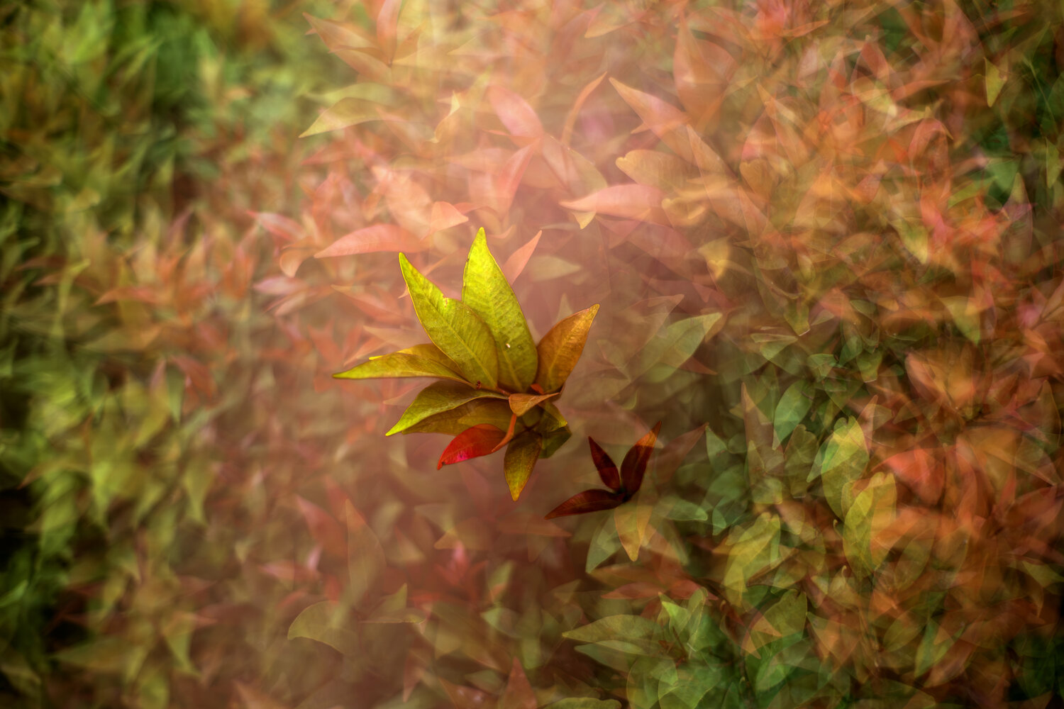 Foliage Impressionism