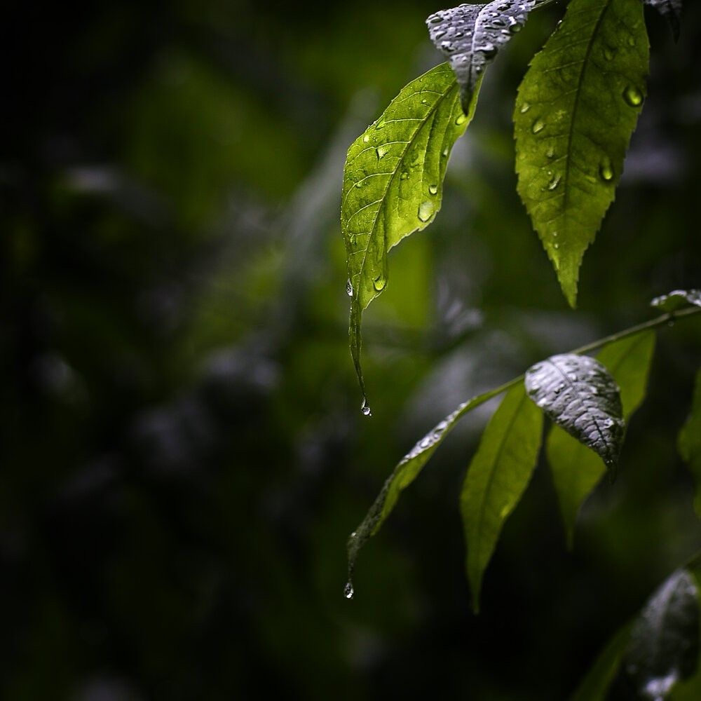 Photograph by Vera Trandina