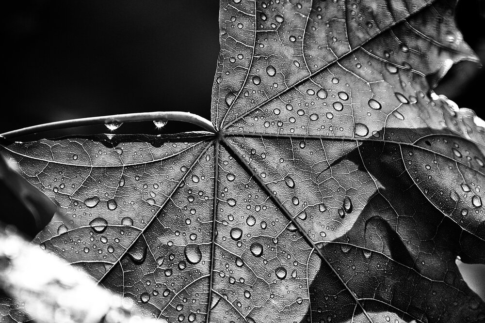 Photograph by Vera Trandina