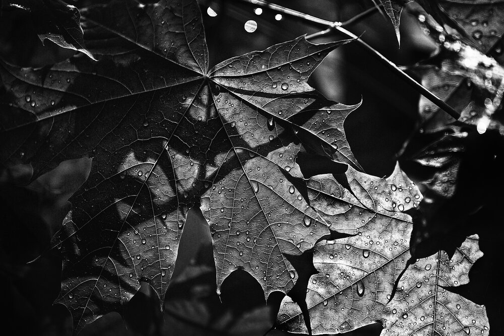 Photograph by Vera Trandina