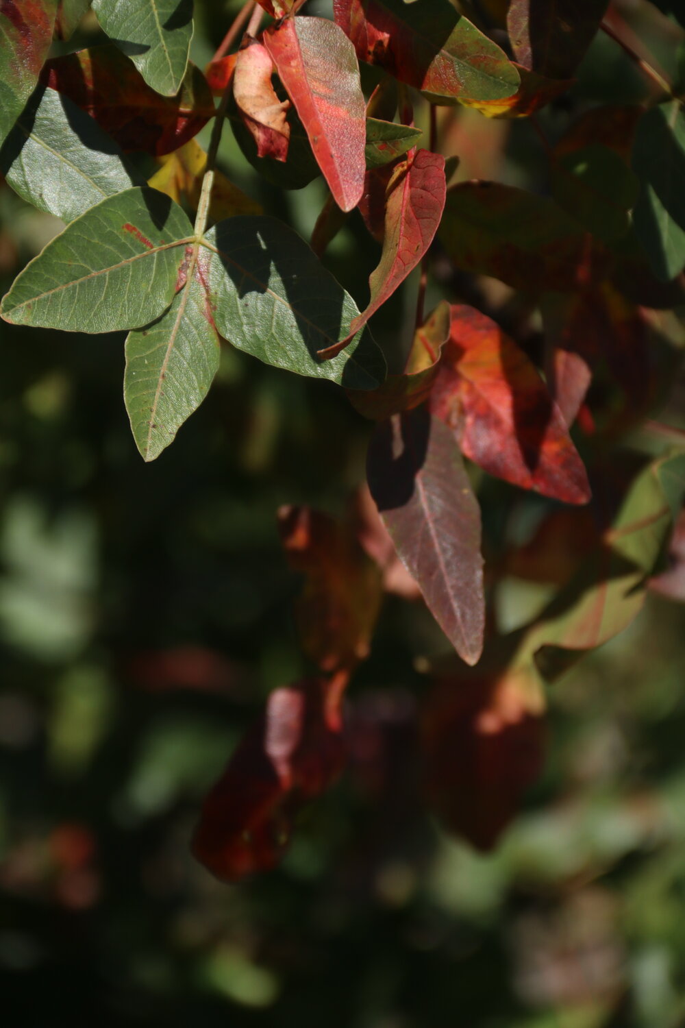 Photo #14147613