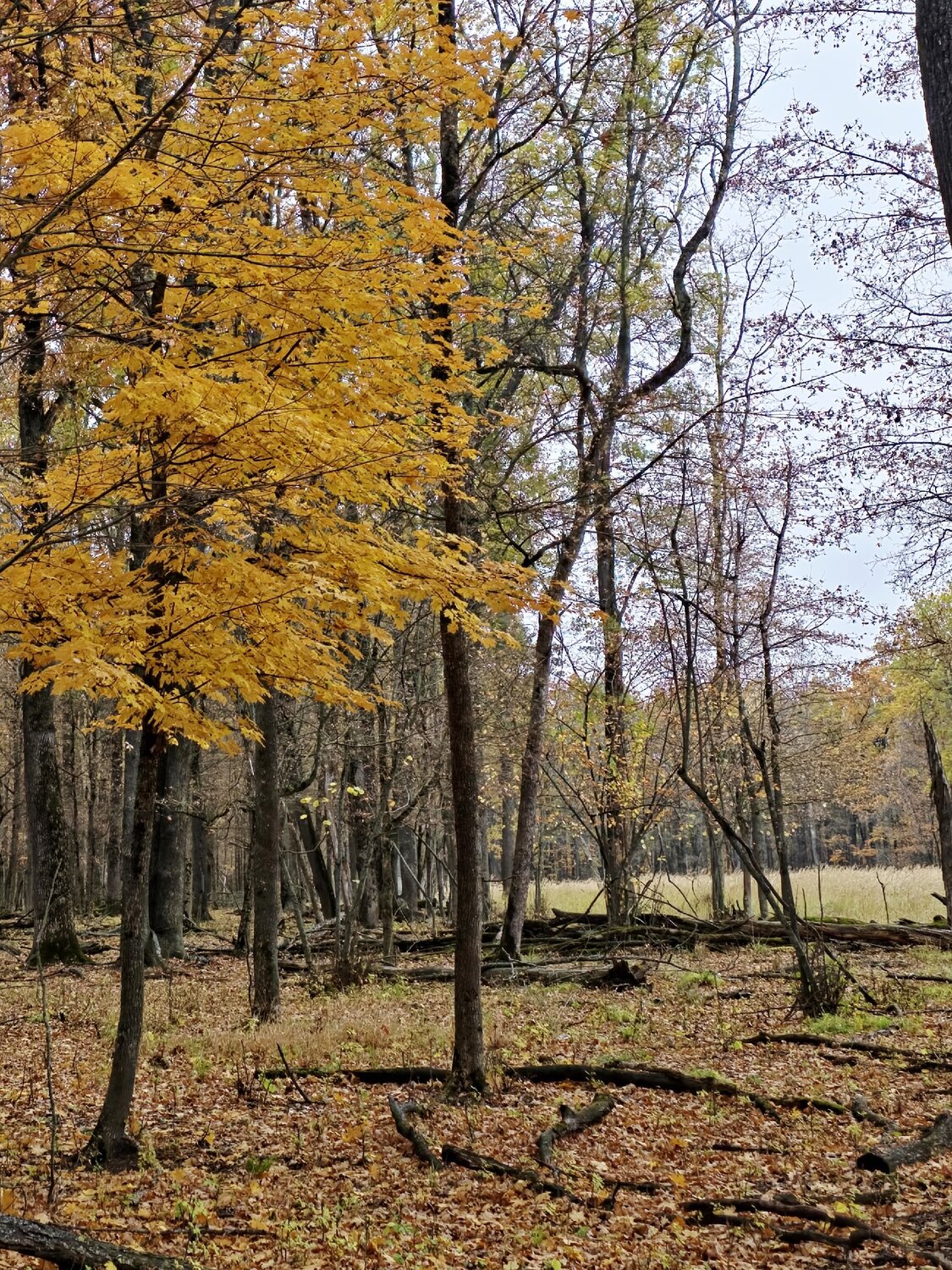 Photo #14147632