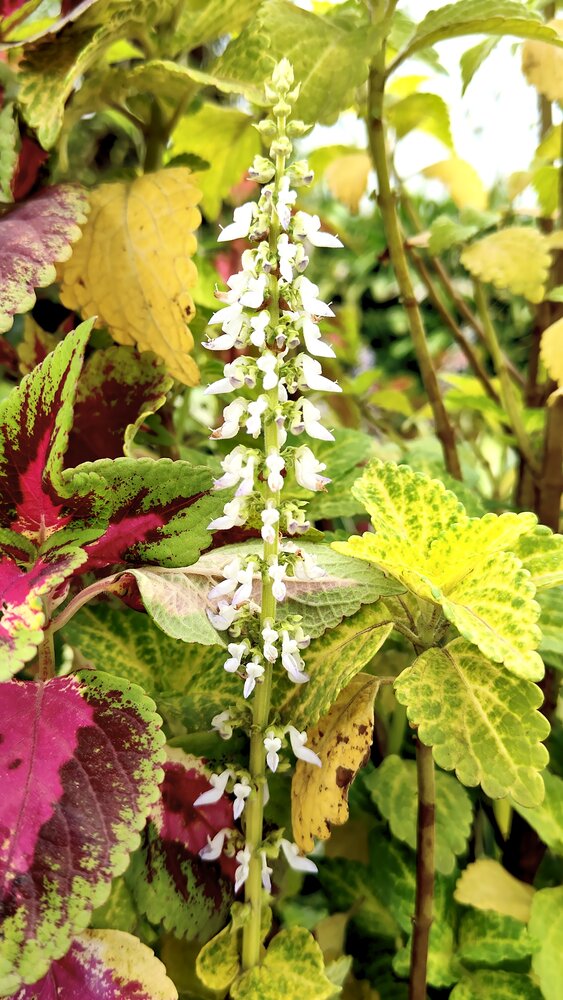 Leafy plant