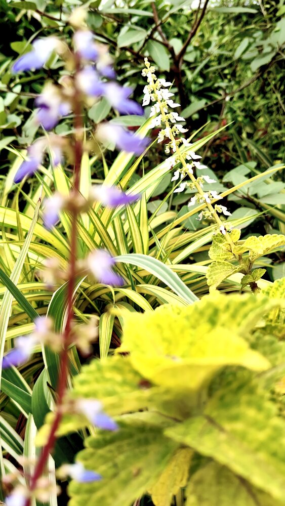 White flower buds