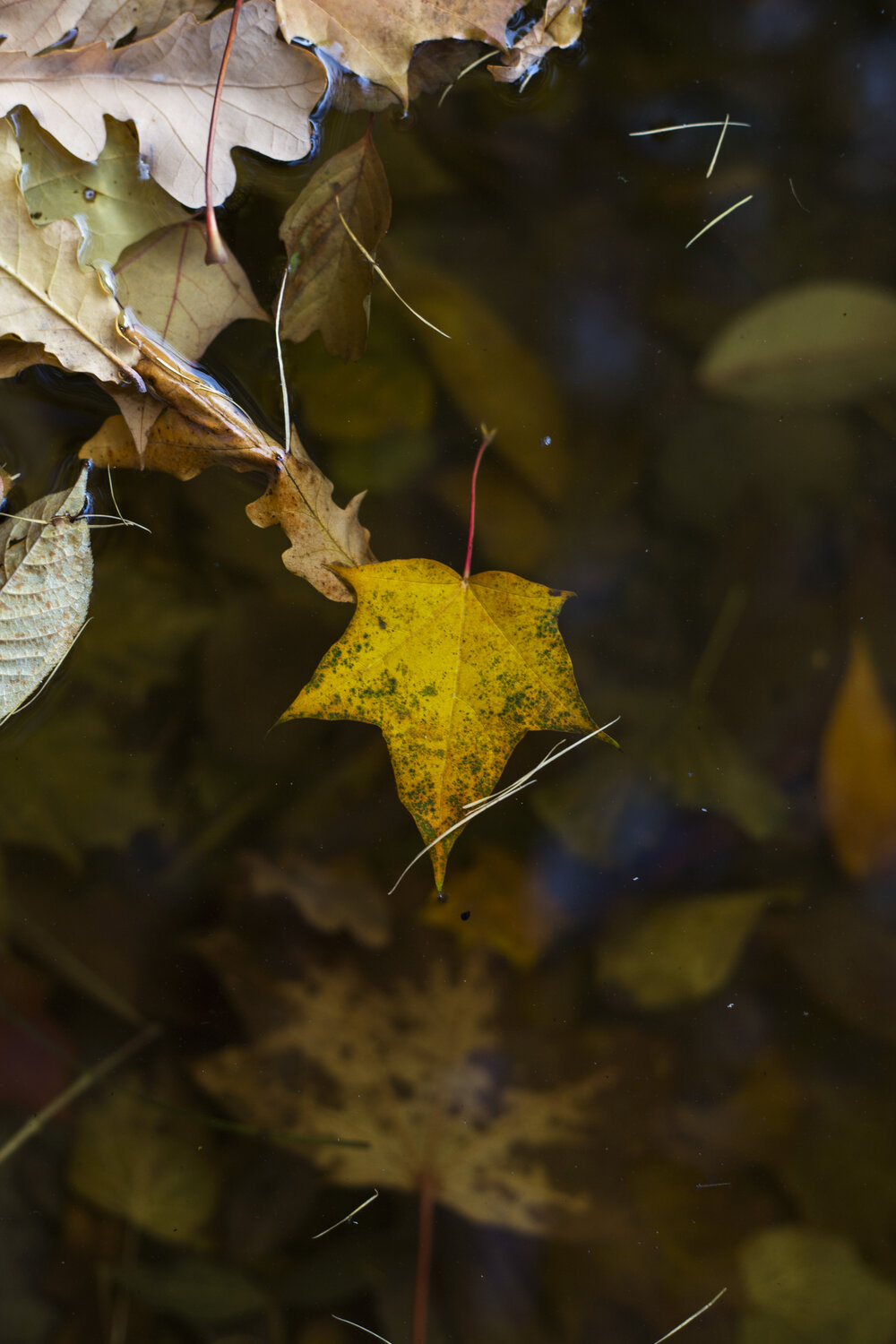 Photo #14147826