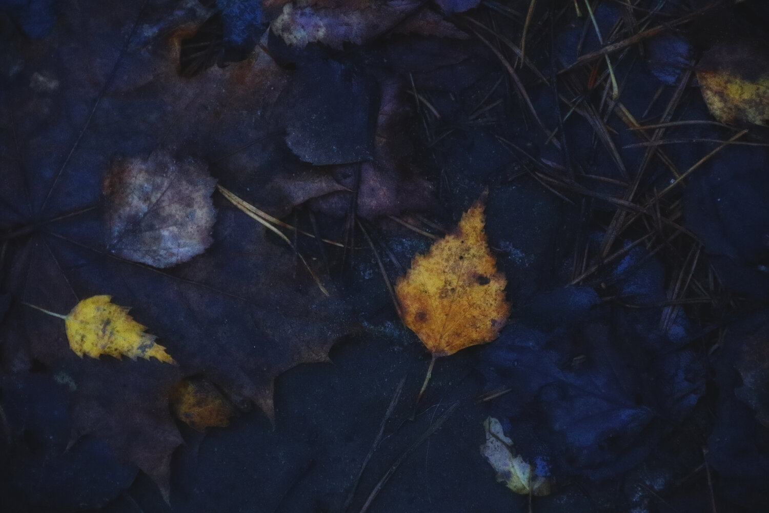 Photo #14147945