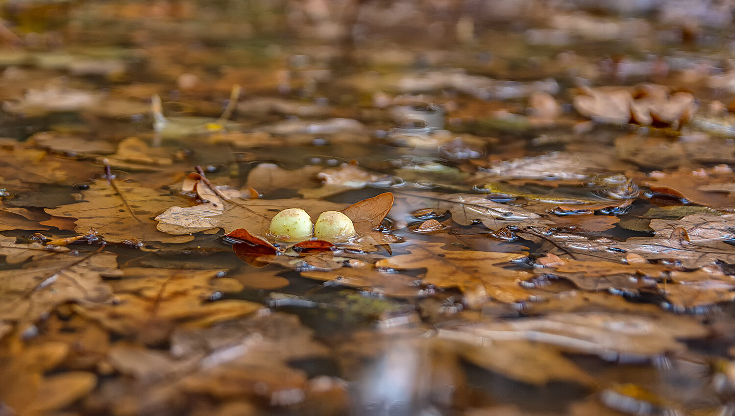 Photo #14148023