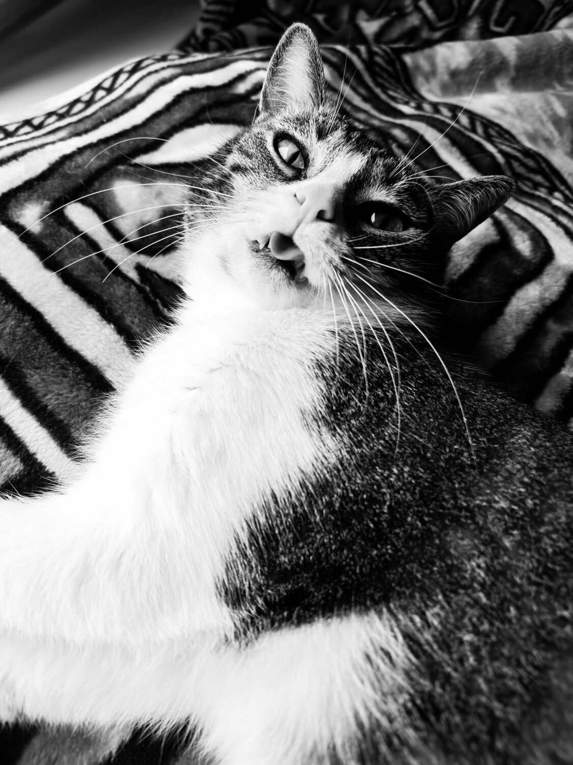 Photo #14148070