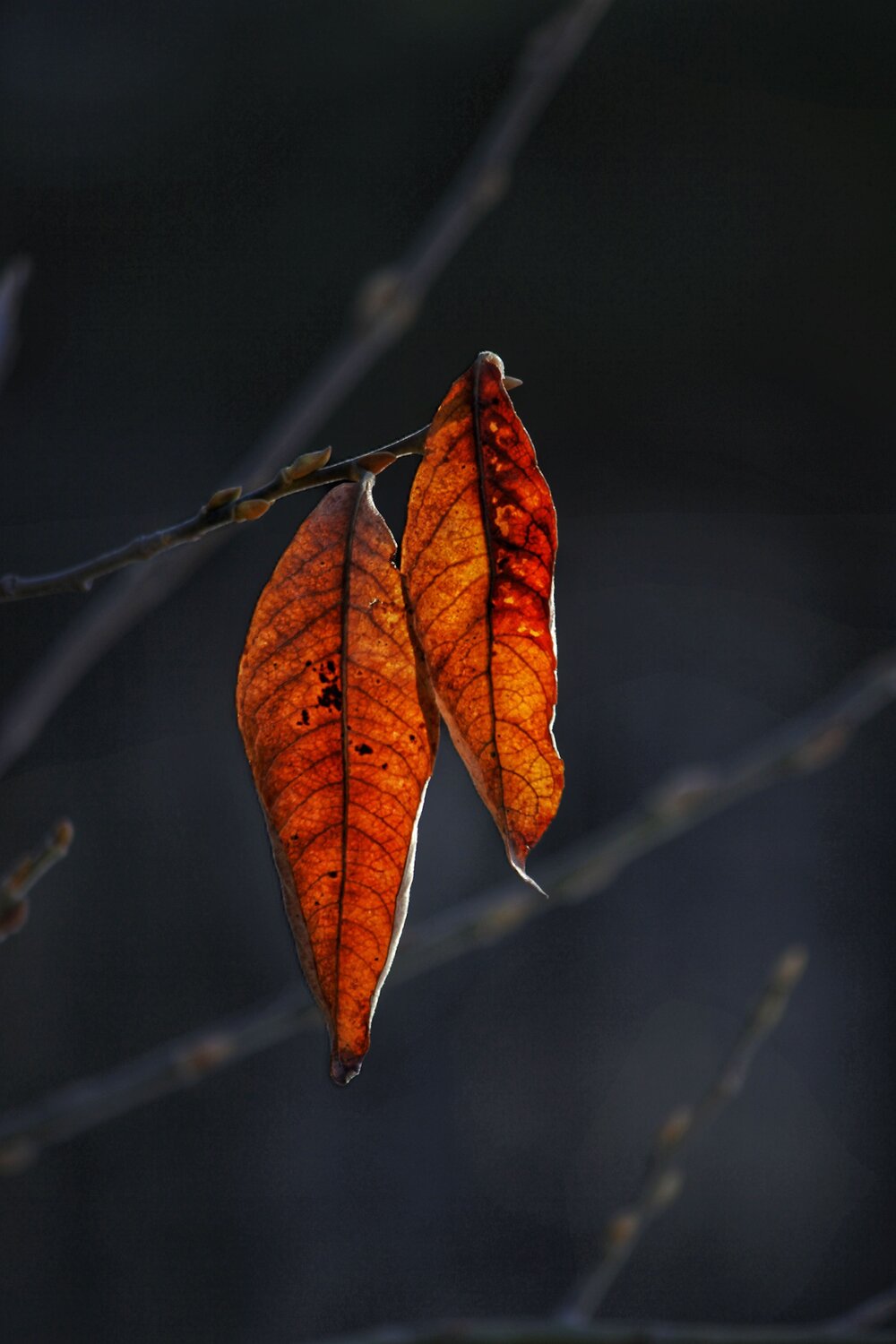 Photo #14148180