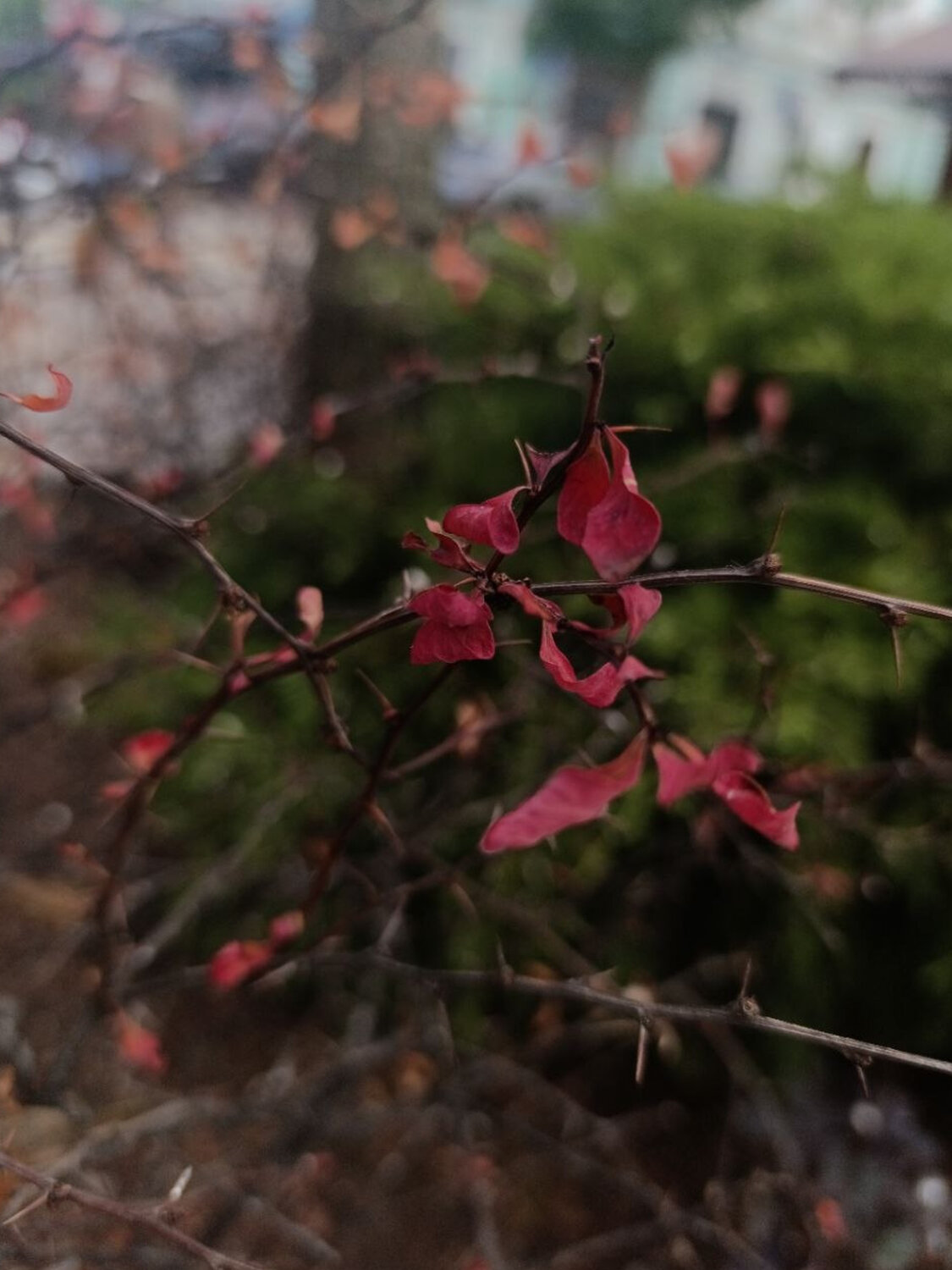 Photo #14148185