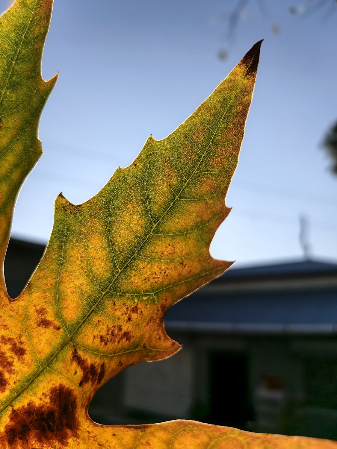 Autumn illuminated