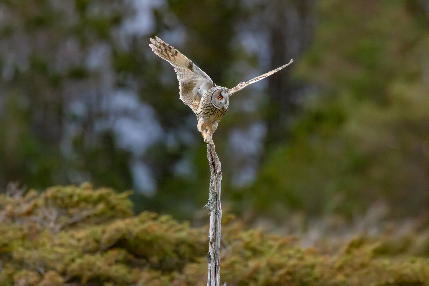 The owl