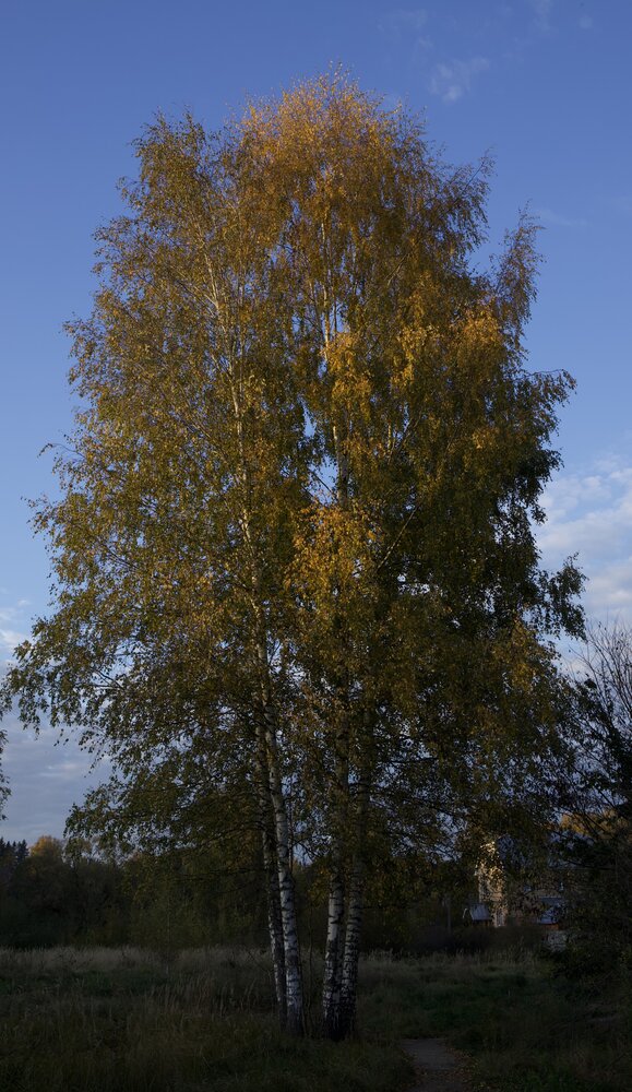 Берёза