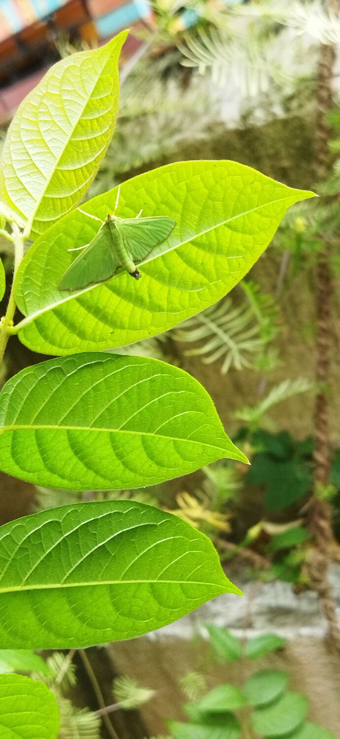 lost in foliage...