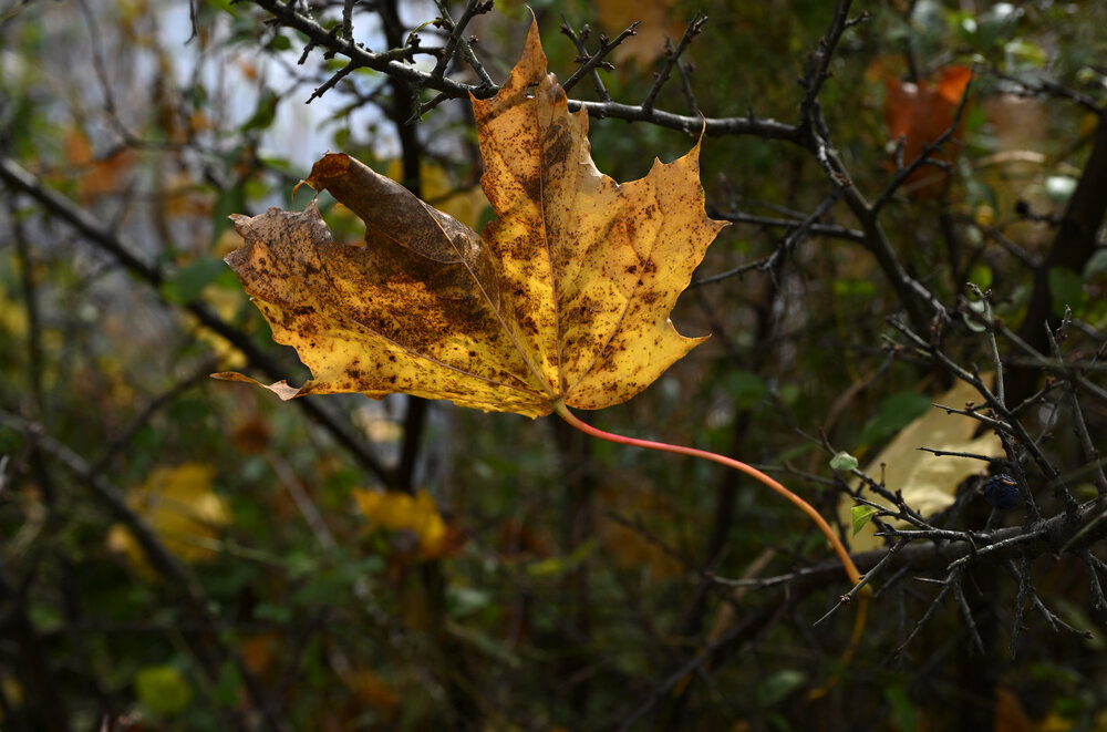 Photograph by Ольга Михайлова