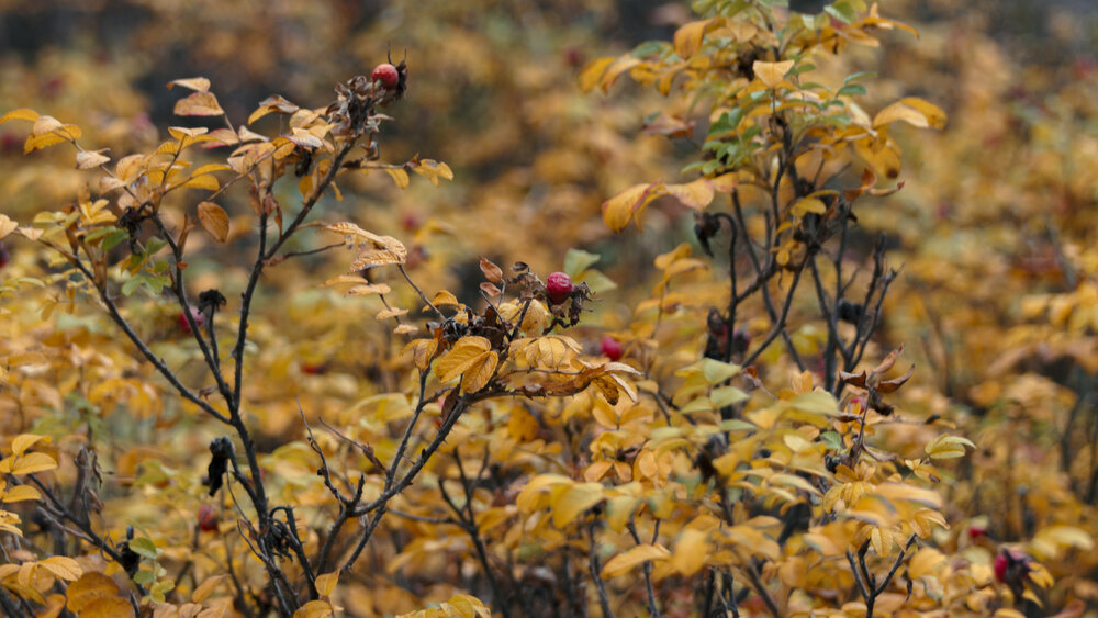 Photograph by Александр Оводов