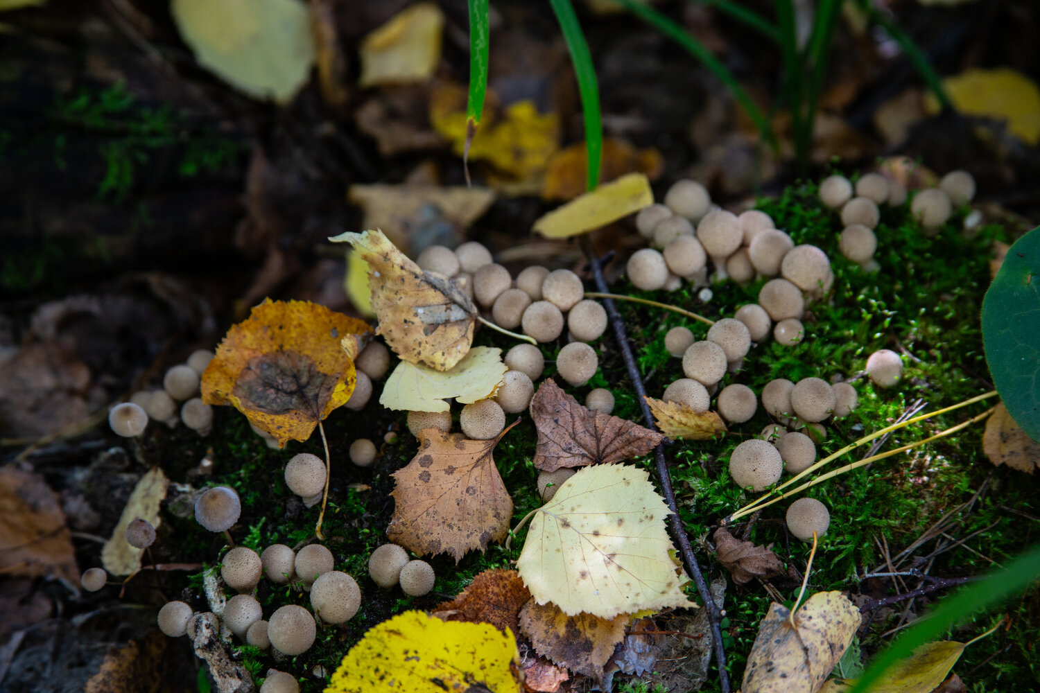 Photo #14149185