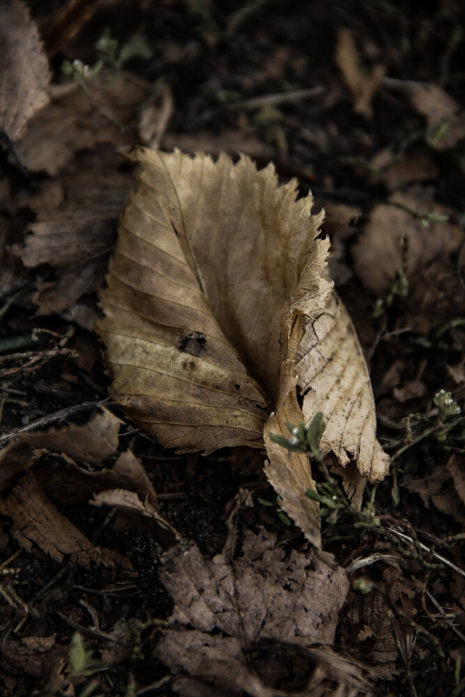Photograph by 