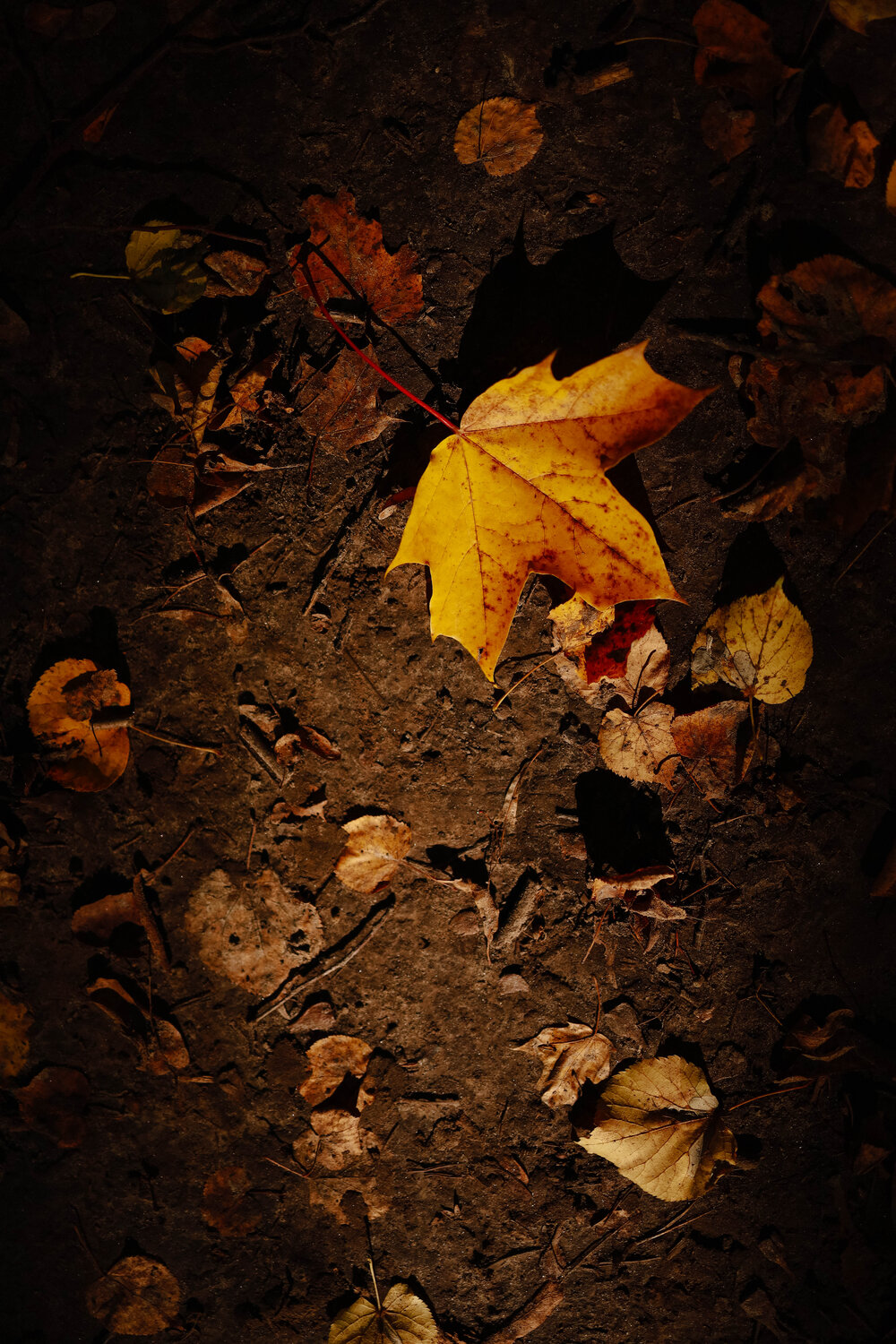 Photo #14149432