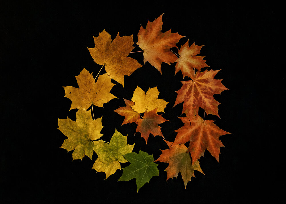 Photograph by Мария Анатольевна Кузовлева