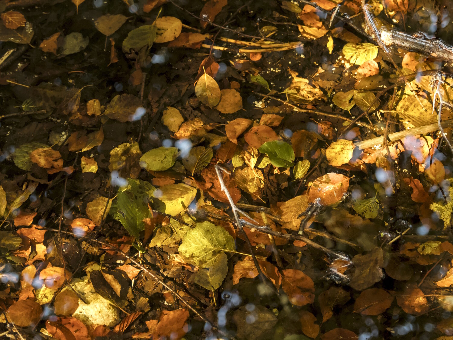 Photo #14149567