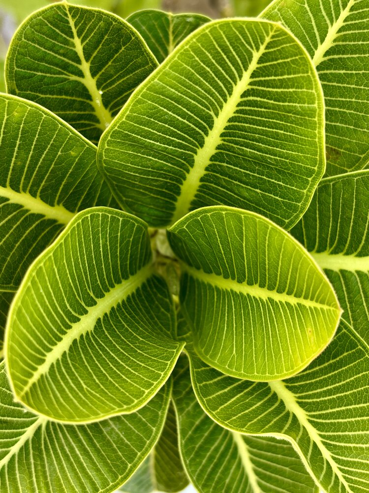 The Green Mandala
