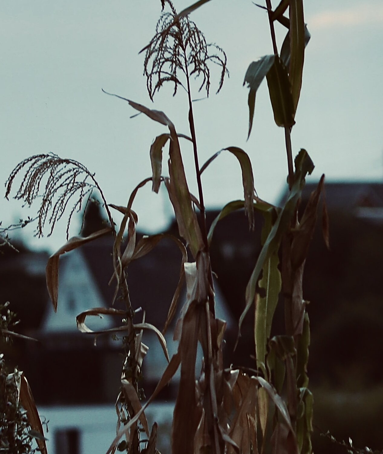 Photo #14149807