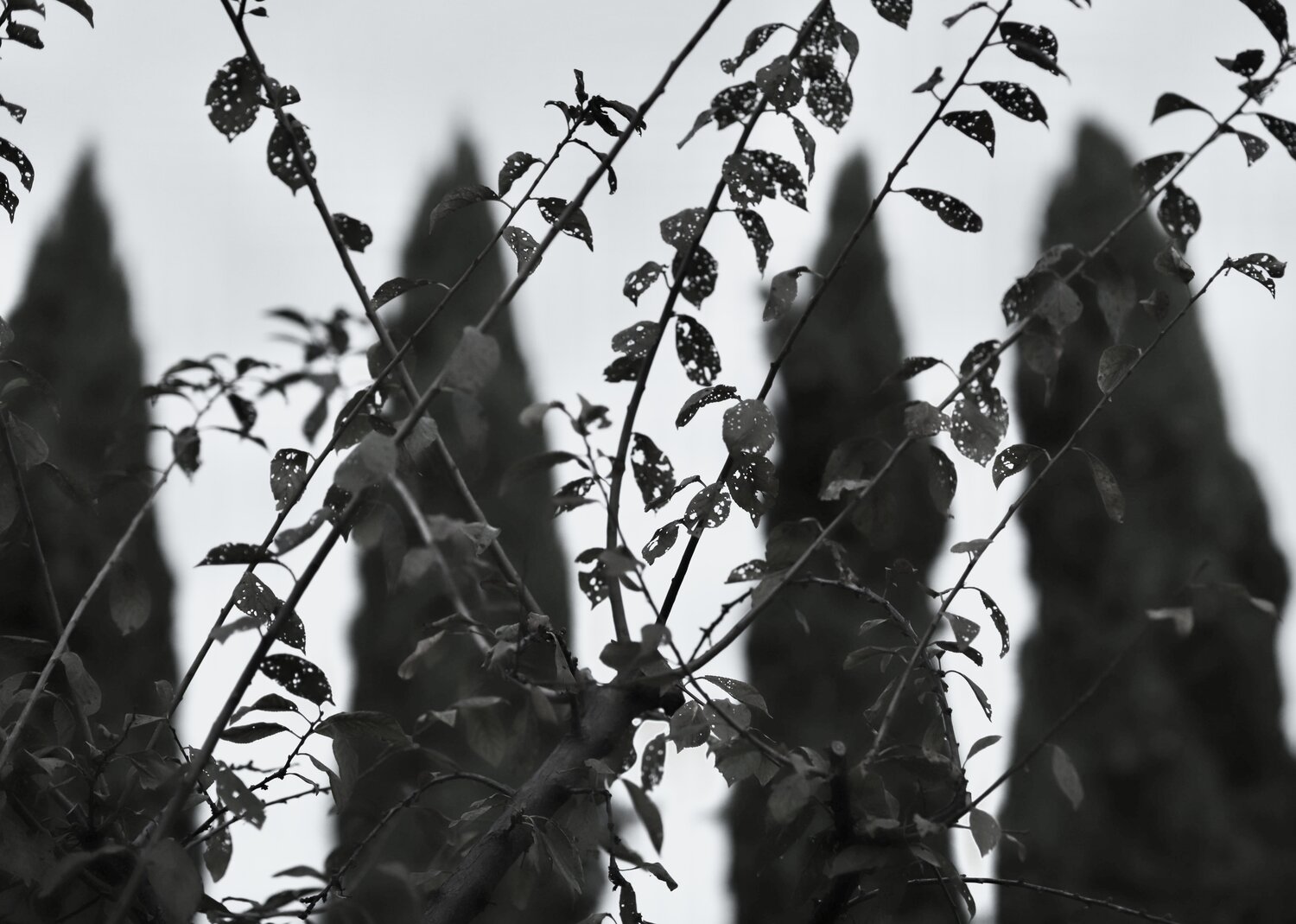 Photo #14149809