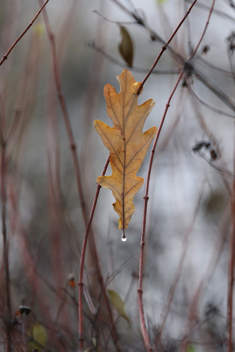 Photo #14149961