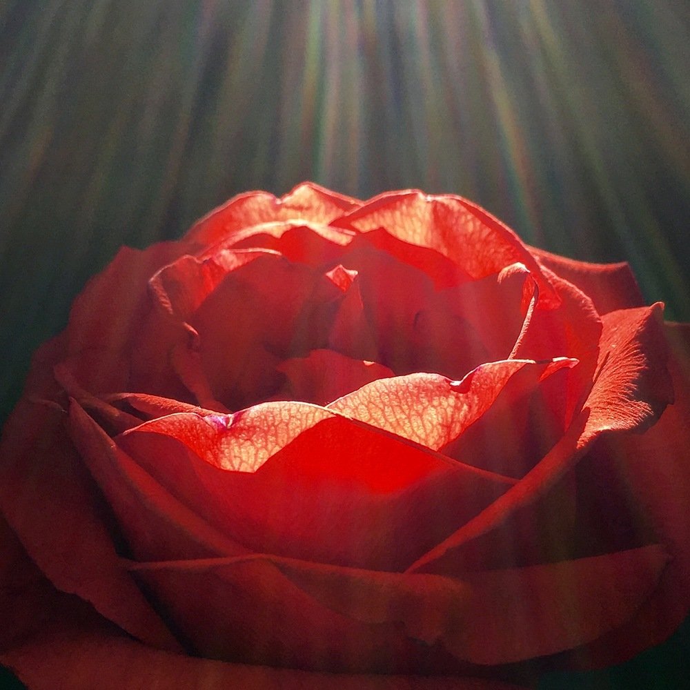 Photograph by Яэль