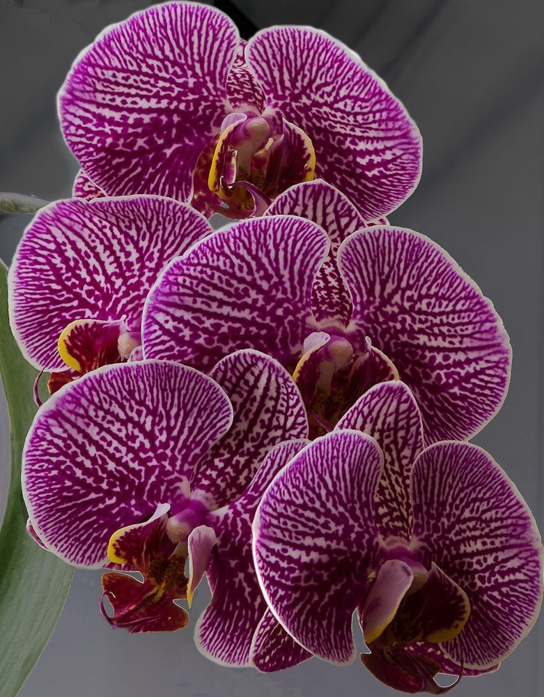 Phalaenopsis multiflora
