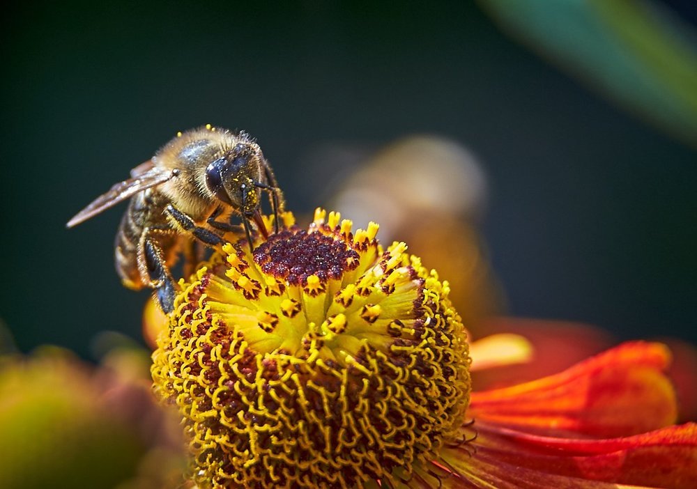 Завтрак на цветке...