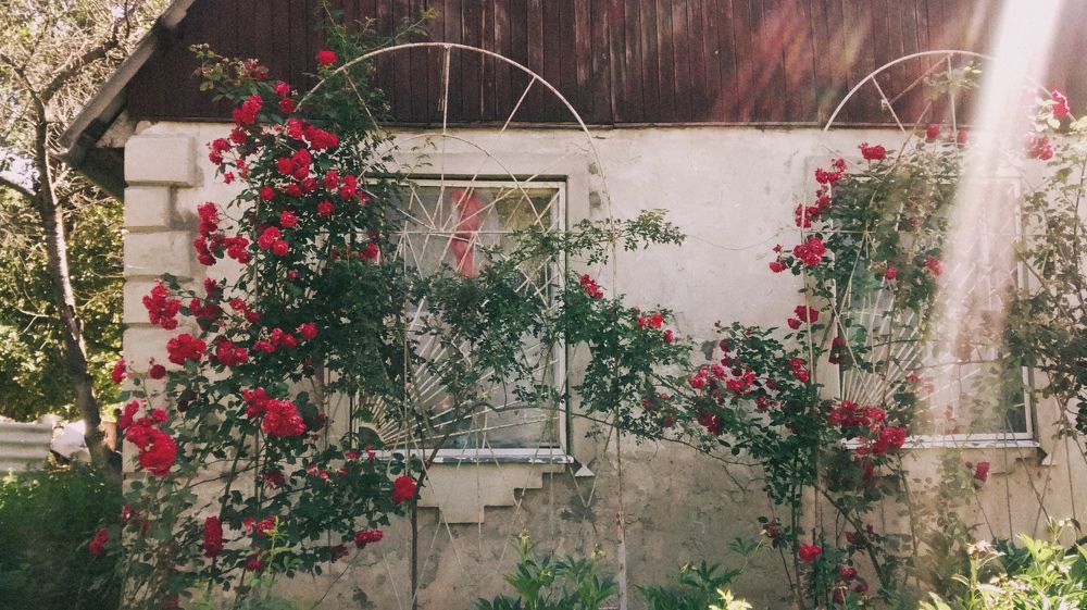 Розовый куст