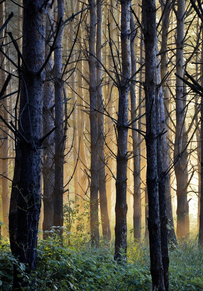 Рассвет в бору.