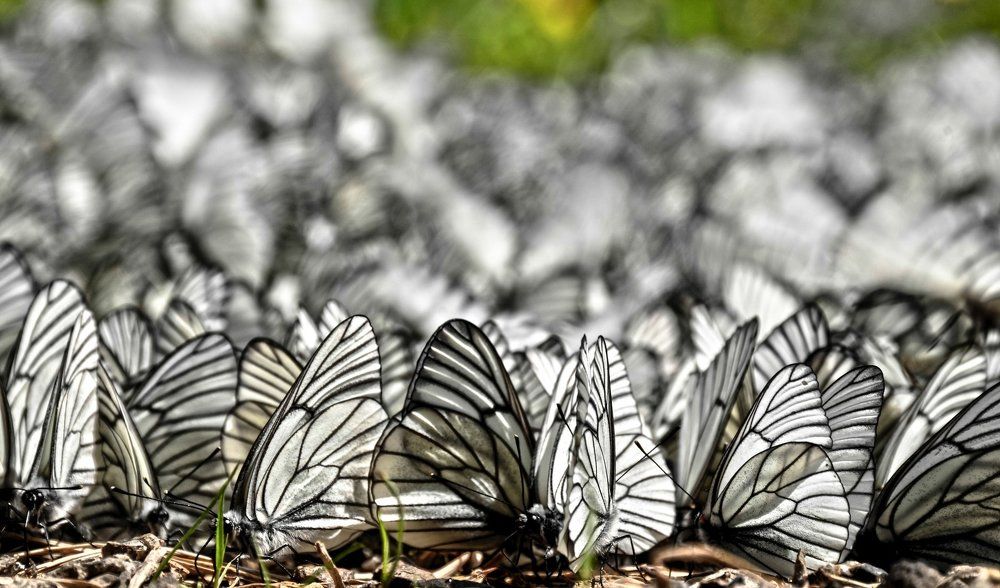 На водопое.