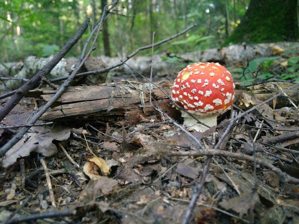 Мухоморчики пошли