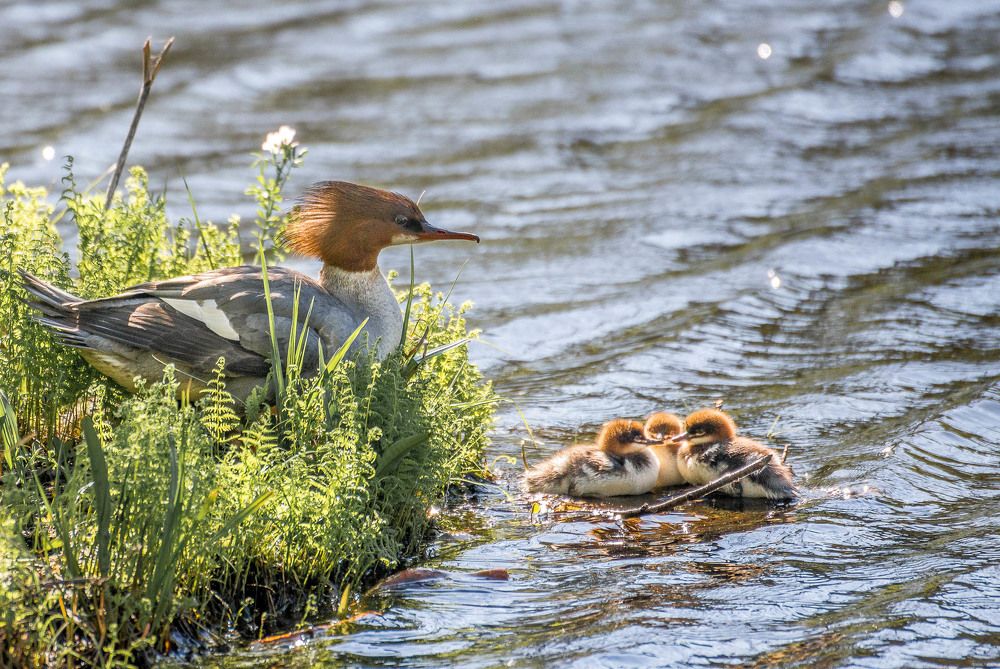 Крохаль длинноносый, мамка