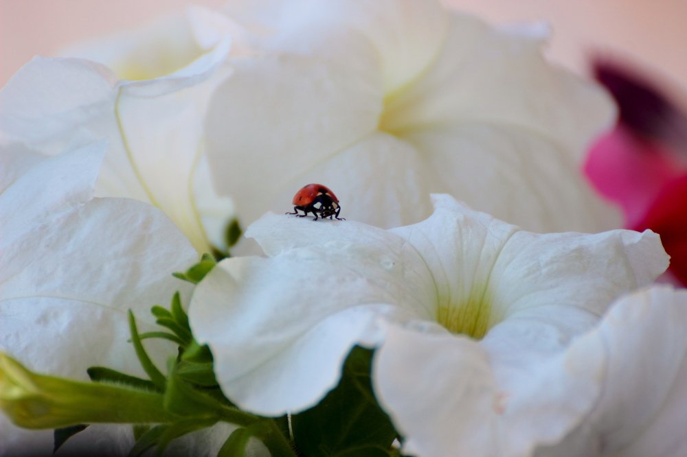 Большое путешествие