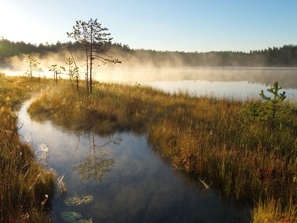 Misty(ka) wild forest lake