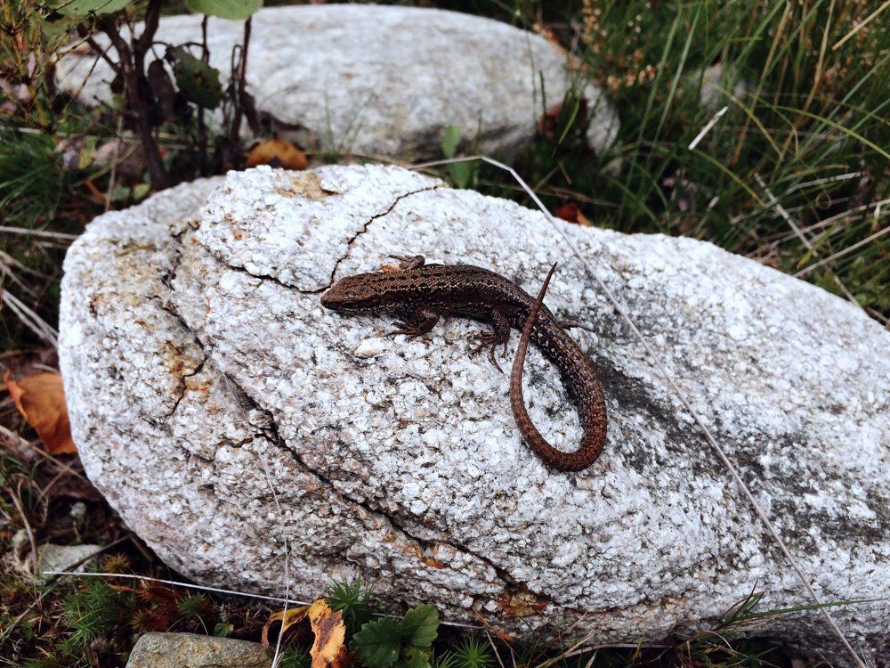 Драконы Карелии