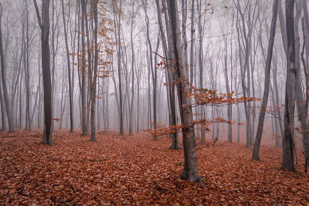 Осень в буковом лесу