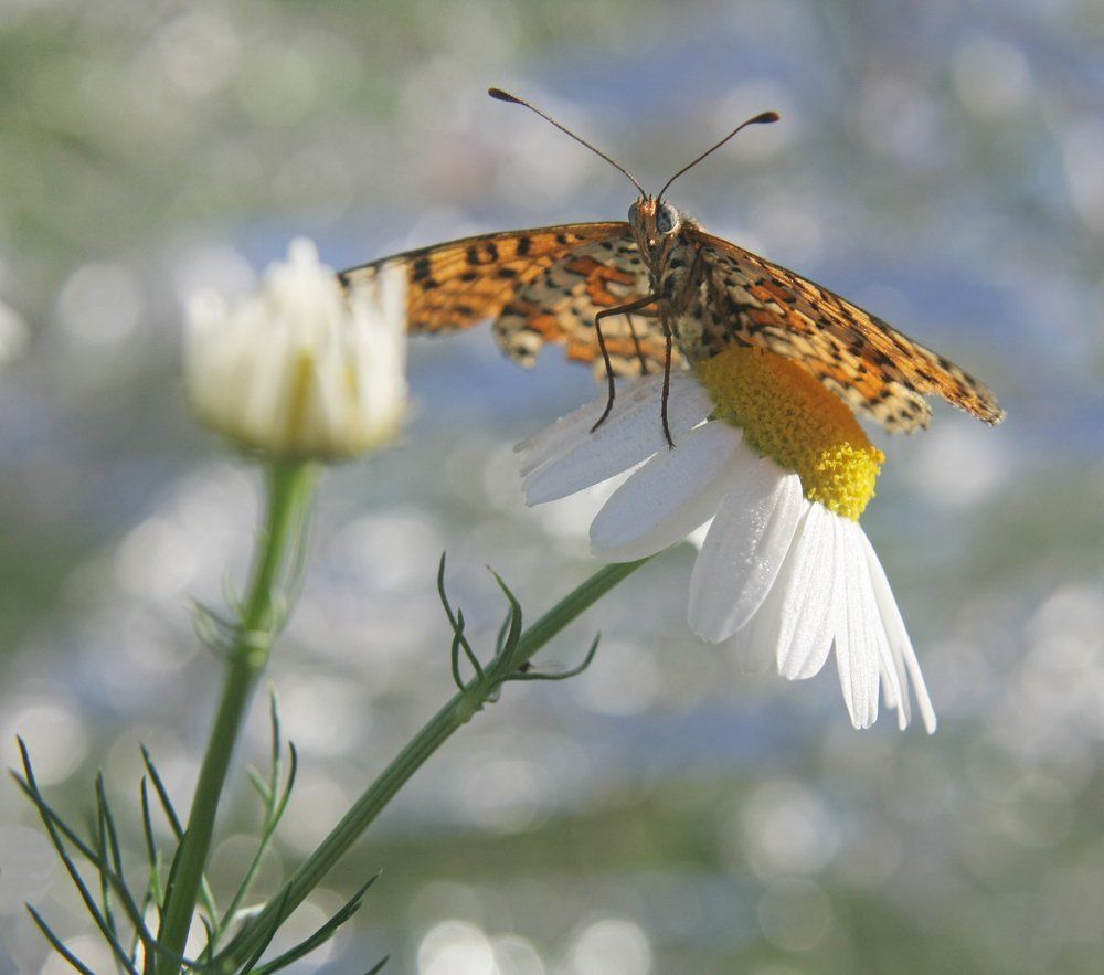 Летние грёзы
