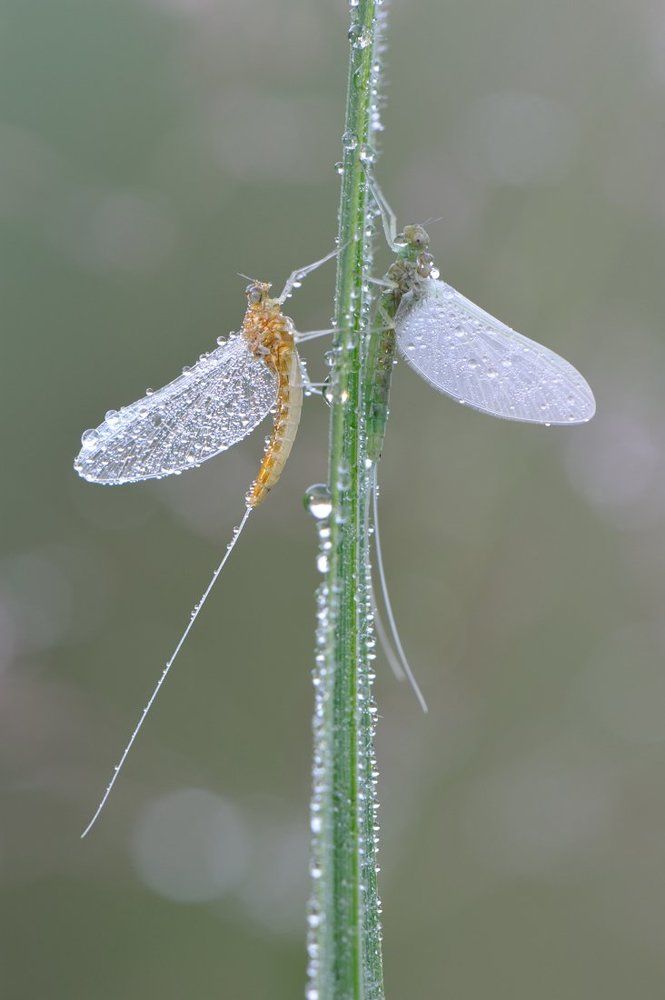 Белый танец.
