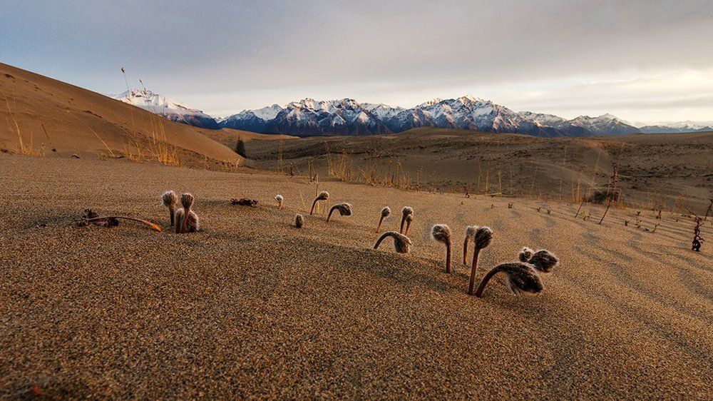 весна , пустыня , первые цветы