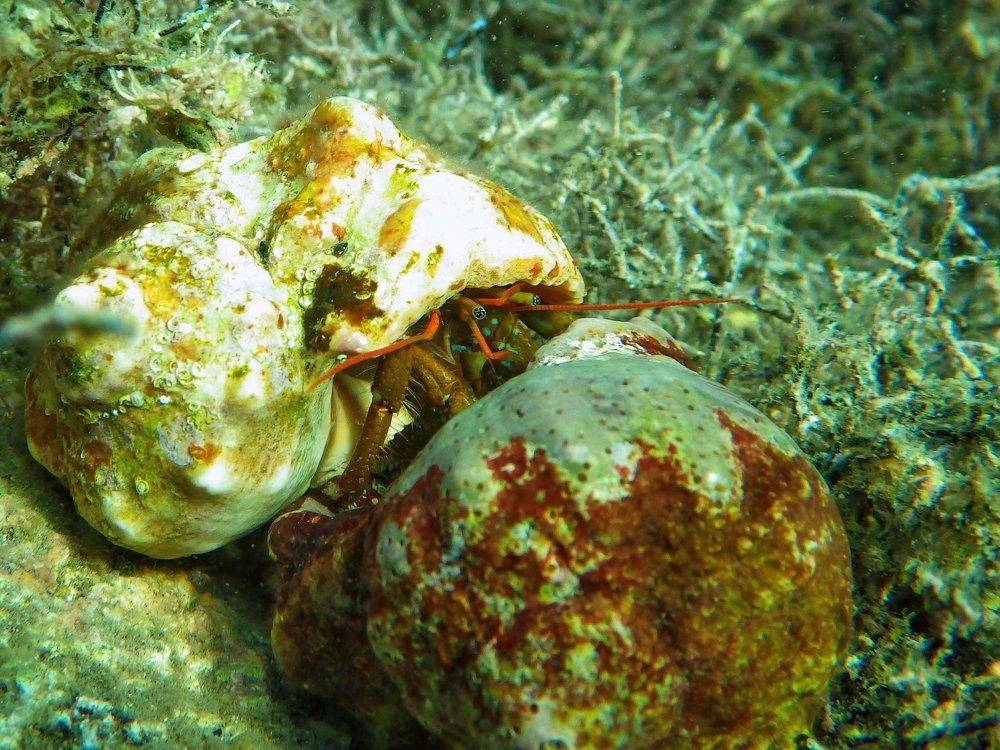 Рак-отшельник клибанарий - охота за новым домом